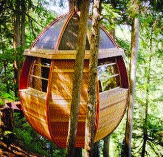 Oval tree house | अंडाकृती ट्री हाउस