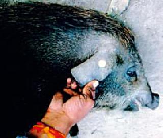 पशुवैद्यकीय विभाग जोरात