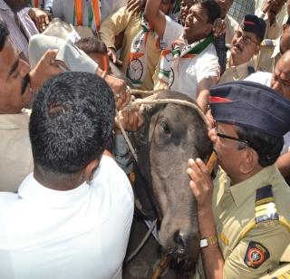 NCP's attempt to build buffalo at ATM | 'एटीएम’मध्ये म्हशी बांधण्याचा ‘राष्ट्रवादी’चा प्रयत्न