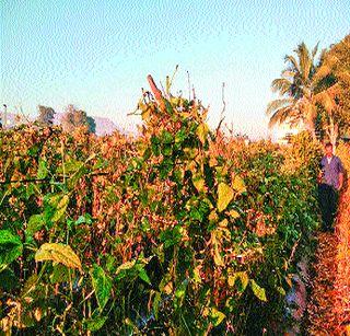 Successful production of chocolate after tomato | टोमॅटोनंतर चवळीचेही घेतले यशस्वी उत्पादन