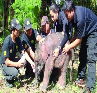 The world's smallest elephant death | जगातील सर्वांत लहान हत्तीचा मृत्यू