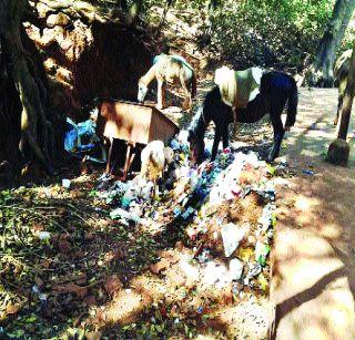 Waste to the streets in Matheran | माथेरानमध्ये रस्त्यांवर कचऱ्याचे ढीग