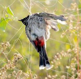 Groundnut for the fencing of the field | शेताच्या कुंपनावरील जाळे पक्ष्यांकरिता कर्दनकाळ