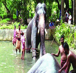 Royal Bath for Gajra Raja | गजराजासाठी शाही स्नान