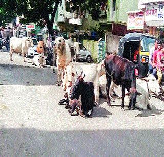 Traffic animals due to slaughter animals | मोकाट जनावरांमुळे वाहतूककोंडी