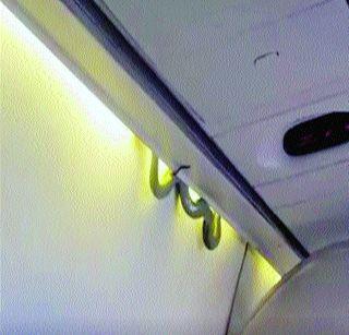 The serpent found in the plane | विमानात आढळला साप