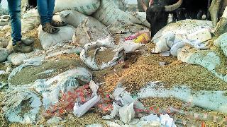 10 truck grain trash | १० ट्रक धान्य कचऱ्यात