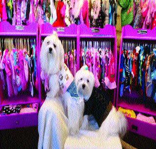 Cost of thousands of pounds on dog clothes | श्वानांच्या कपड्यांवर हजारो पौंडांचा खर्च