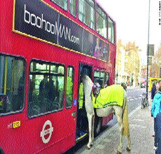 In London, Ashwa tried to move in the bus | लंडनमध्ये अश्वाचा बसमध्ये चढण्याचा प्रयत्न