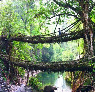 A pool made of root of trees in Meghalaya | मेघालयात झाडांच्या मुळांपासून बनविलेले पूल