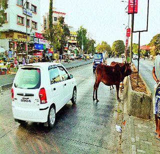 Strangers complain of wild animals | मोकाट जनावरांचा निगडीकरांना त्रास