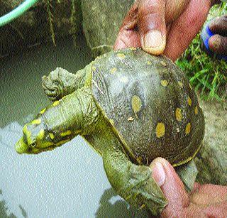 International smugglers seized 6,400 turtles | आंतरराष्ट्रीय तस्करांकडून ६,४00 कासवे पकडली