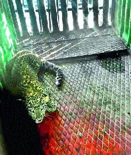 A leopard is seized at Sikheida | सायखेडा येथे बिबट्याचा बछडा जेरबंद