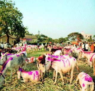 Hearing the donkeys market in Jejuri too | जेजुरीतल्या गाढवांचा बाजारही नोटाबंदीने हैराण