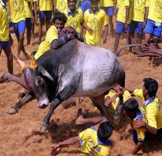 Jallikattu petition rejected | जल्लीकट्टूबाबतची याचिका फेटाळली