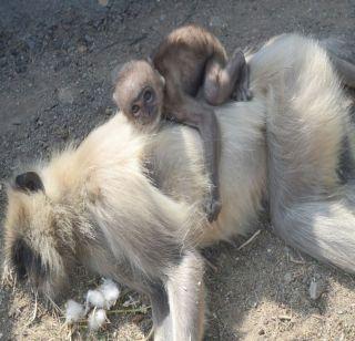 The rage of the monkey's infatuation with dead mother | मृत मातेला कवटाळून माकडाच्या पिल्लाचा आक्रोश 