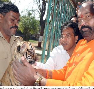 The mayor of the Wagah fell in the light of the mayor | वाघाच्या बछड्याशी लगट महापौरांना पडली महागात