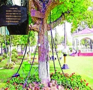 The Pakistani tree has been hanging for 118 years | पाकिस्तानातील झाड आहे ११८ वर्षांपासून अटकेत