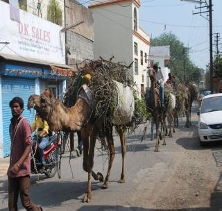 Inter-state gang activating smugglers | गुळवेल तस्करी करणारी आंतरराज्यीय टोळी सक्रिय