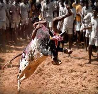 RSS support for Jallikattu | राष्ट्रीय स्वयंसेवक संघाचे ‘जल्लीकट्टू’ला समर्थन