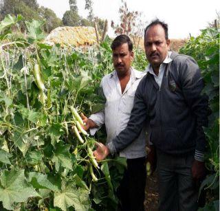 Lokmat Gobindarthan - Aspiration cucumber grown on Malarana | लोकमत शुभवर्तमान - माळरानावर पिकवली आकांक्षा काकडी Lokmat Gobindarthan - Aspiration cucumber grown on Malarana | लोकमत शुभवर्तमान - माळरानावर पिकवली आकांक्षा काकडी