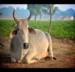 The only animal left oxygen carrying oxygen: the knowledge of the ministers | ऑक्सिजन घेऊन ऑक्सिजन सोडणारी गाय एकमेव प्राणी : मंत्र्यांचे ज्ञान