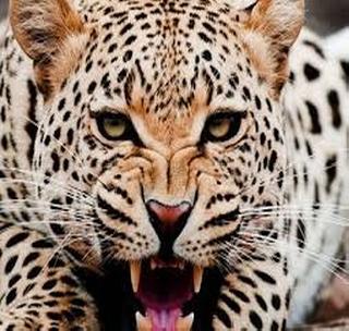 Gohara killed in Leopard attack in Rohinkhade Shivar | रोहिणखेड शिवारात बिबट्याच्या हल्ल्यात गो-हा ठार