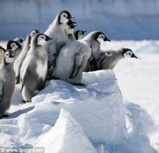 The nutritive atmosphere for penguins in the zoo | प्राणीसंग्रहालयात पेंग्विनसाठी पोषक वातावरण