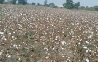 Cotton white ranch was farmed due to laborers | मजुरांअभावी शेत झाले कापसाचे पांढरे रान