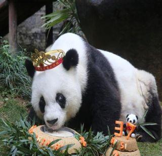 Celebrate the birthday of the world's oldest 'Panda' | जगातील सर्वात वयस्कर 'पांडा'चा केला वाढदिवस साजरा