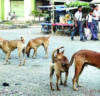 Mocking dogs also have the right to live | मोकाट कुत्र्यांनाही जगण्याचा अधिकार