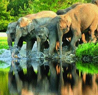 Satyamangalam Sanctuary in Tamilnadu | तामिळनाडूतील सत्यमंगलम अभयारण्य