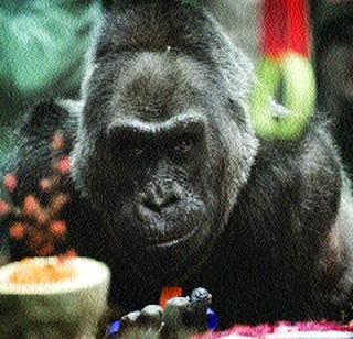 Gorillas died in the zoo for the first time | प्रथमच प्राणिसंग्रहालयात जन्मलेल्या गोरिलाचे निधन