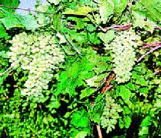 Unrest among grape growers in the district | जिल्ह्यातील द्राक्ष उत्पादकांमध्ये अस्वस्थता Unrest among grape growers in the district | जिल्ह्यातील द्राक्ष उत्पादकांमध्ये अस्वस्थता