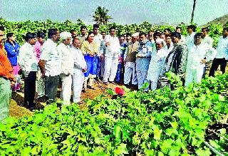 Four acres of grape grapes due to the storm | वादळामुळे चार एकर द्राक्षबाग भुईसपाट Four acres of grape grapes due to the storm | वादळामुळे चार एकर द्राक्षबाग भुईसपाट