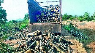 Illegal tree trunks at Ambevadi | आंबेवाडी येथे बेकायदा बेसुमार वृक्षतोड Illegal tree trunks at Ambevadi | आंबेवाडी येथे बेकायदा बेसुमार वृक्षतोड