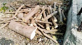 The 'T' trees were destroyed | बडनेरातील ‘ते’ वृक्ष तोडले The 'T' trees were destroyed | बडनेरातील ‘ते’ वृक्ष तोडले