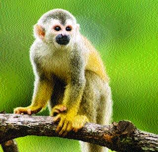 Monkey escaped from the zoo | प्राणिसंग्रहालयातून पळाले माकड