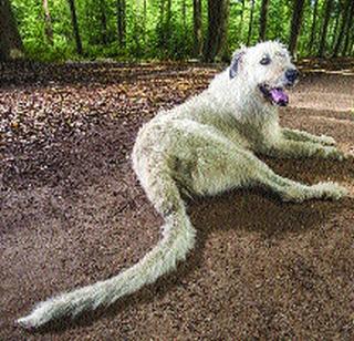 The Longest Sheep Dog | सर्वांत लांब शेपटाचा कुत्रा