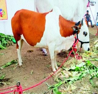 A 3-foot-high cow, a hoop height | ३ फूट उंचीची गाय, एक फूट उंचीचे श्वान पाहून अचंबित