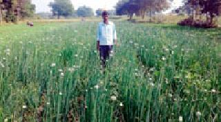 Only 10% of Rabi Crop Insurance | रबीचा केवळ १० टक्के पीक विमा