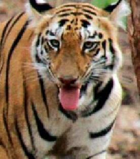 Tigers panic in Shishan area | शिवणी परिसरात वाघाची दहशत