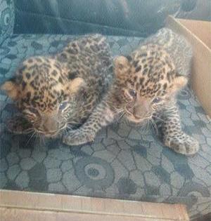 Three calves of leopard found in Mhalasakora | म्हाळसाकोरेत आढळले बिबट्याचे तीन बछडे