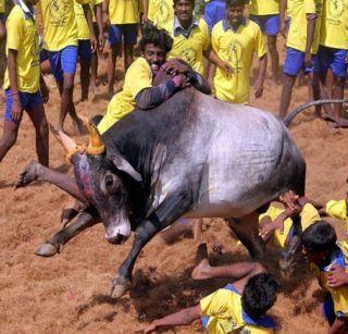 After the 'Prohibition of Animal Prevention' Act, 'Jeliktu' | प्राण्यांचा छळ प्रतिबंधक कायद्यातून ‘जलीकट्टू’ बाद