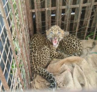 Two calves of leopard found in Nashik | नाशिकमध्ये आढळले बिबट्याचे दोन बछडे