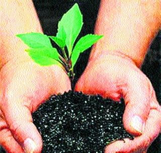 50 crore trees will be planted next year in the state! | राज्यात पुढच्या वर्षी ५0 कोटी वृक्ष लावणार!