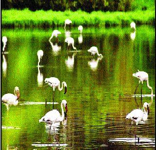 The guest birds roar the Uran campus | पाहुण्या पक्ष्यांनी गजबजला उरण परिसर