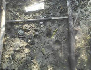 Order of killing 'cannibalist' | ‘त्या’ नरभक्षक वाघाला ठार मारण्याचे आदेश Order of killing 'cannibalist' | ‘त्या’ नरभक्षक वाघाला ठार मारण्याचे आदेश