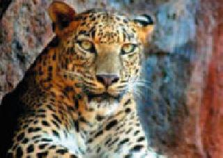 Kills are killed in a leopard attack | बिबट्याच्या हल्ल्यात कालवड ठार