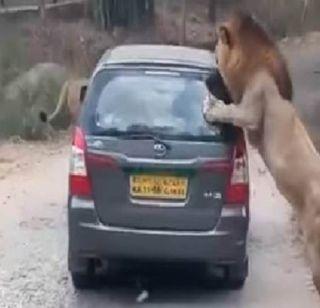 VIDEO: Thunder! When a swimmer carries a safari carla ... | VIDEO : थरार ! जेव्हा सिंह घेरतात सफारी कारला...